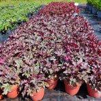 Heuchera hybridná (Heuchera hybrida) ´WORLD CAFFÉ CORRETO´® výška: 10-20 cm, ⌀ 30 cm, kont. C2L